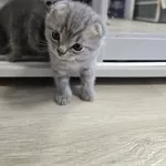 Шотландські весловухі котики Скоттіш-фолд 