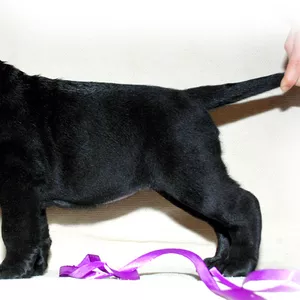 племенной щенок лабрадора - девочка черного окраса