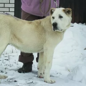 Продам щенок САО