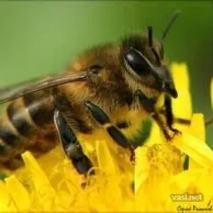 Пчелосемьи,  пчелопакеты