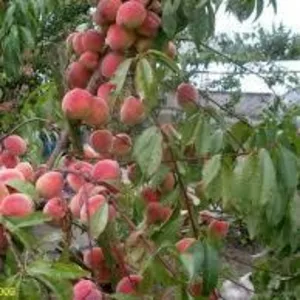 Нужны трудолюбивые работники на сбор персика в Крым
