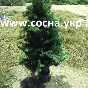 Новогодняя елка (ветки ели,  вязанные) 50-65см