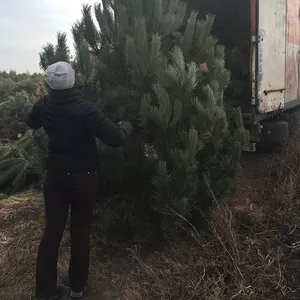 Новогодняя сосна крымка оптом