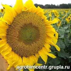 Семена подсолнечника Дунай ФАО 118-122 Распродажа.
