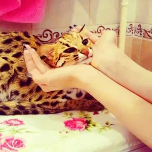 Продам котят азиатской леопардовой кошки