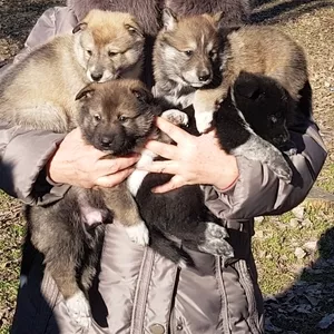 Продам щенков западно сибирской лайки от рабочих родителей 