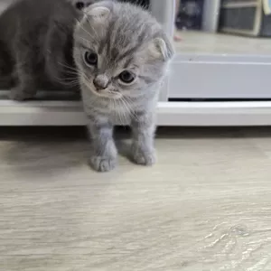 Шотландські весловухі котики Скоттіш-фолд 