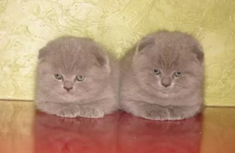 ШОТЛАНДСКИЕ КОТЯТА