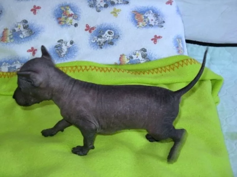 Щенки Xoloitzcuintle от Чемпиона Китая 