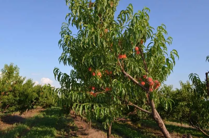 Персик оптом,  элитные сорта яблок,  абрикоса,  сливы,  малины