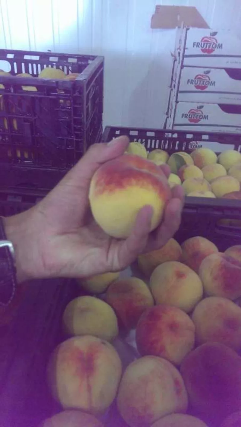 Персик оптом,  элитные сорта яблок,  абрикоса,  сливы,  малины 3