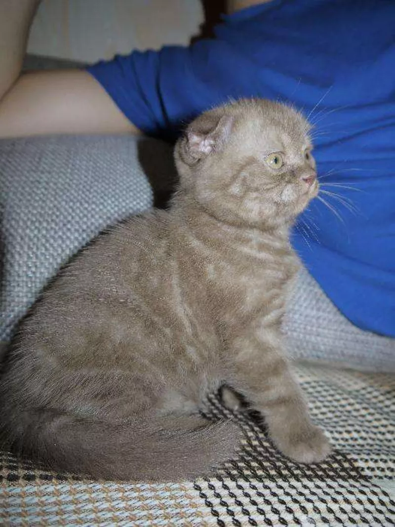 Ласковые шотландские котята 2