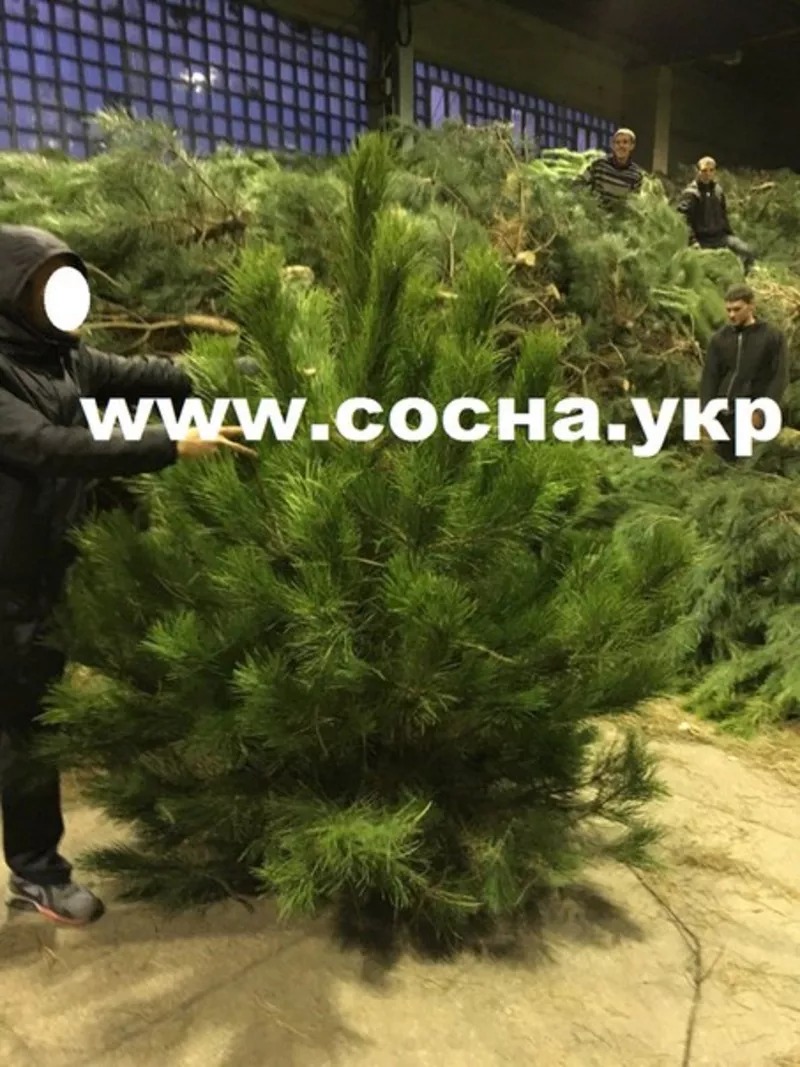 Живые сосны оптом к Новому году 2016