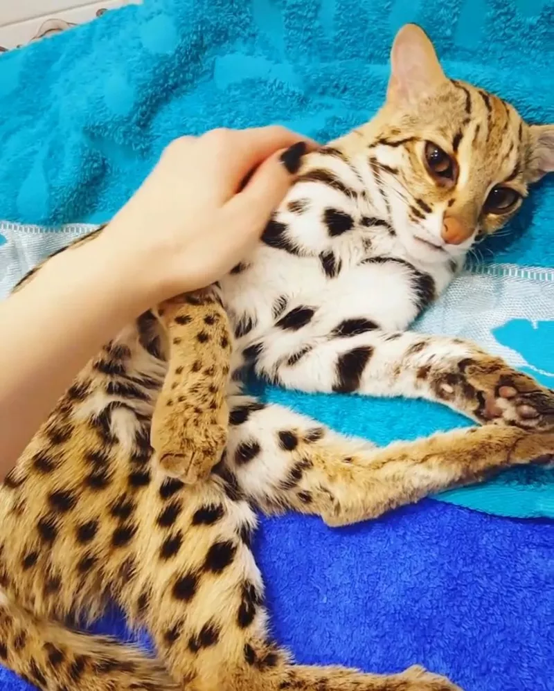 Продам котят азиатской леопардовой кошки 3