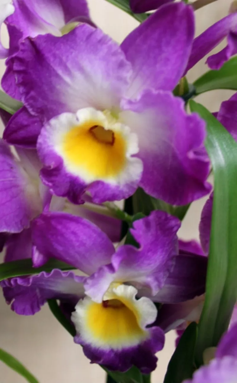 Продам 6 саженцев орхидей в контейнере - 250 грн. Акция!