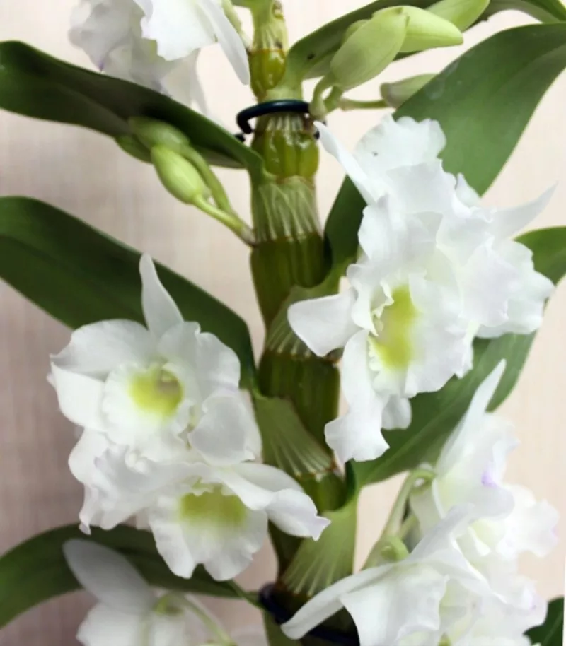 Продам 6 саженцев орхидей в контейнере - 250 грн. Акция! 2