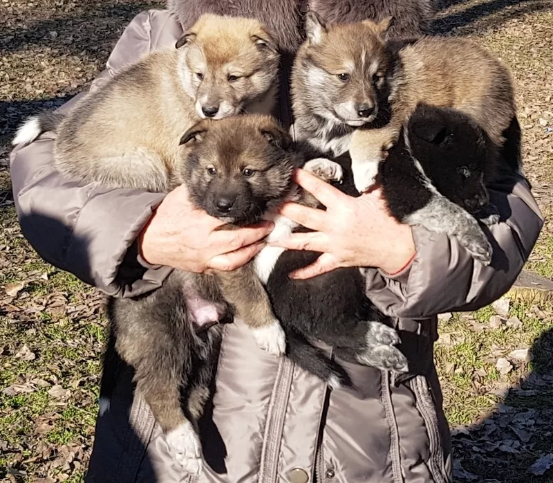 Продам щенков западно сибирской лайки от рабочих родителей 