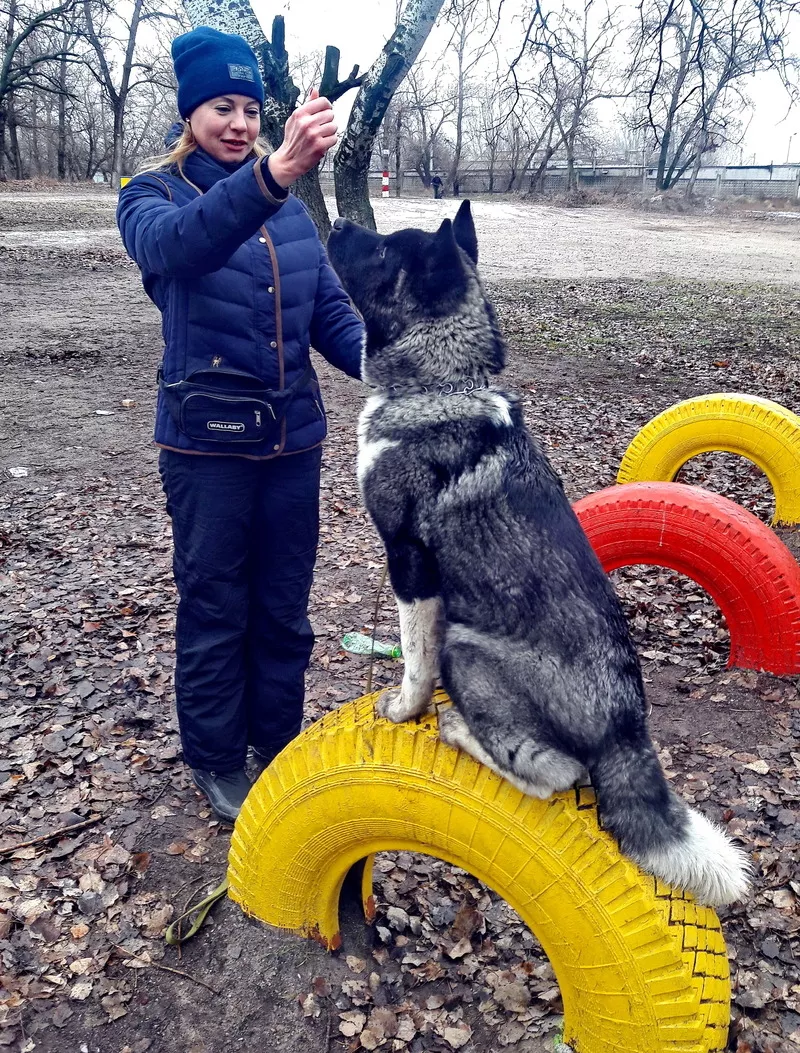 дрессировка собак 2