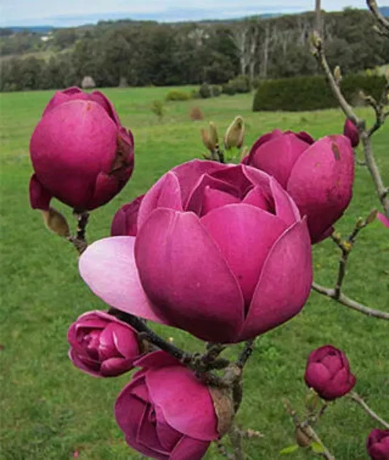Magnolia Black Tulip,  Магнолия Блэк Тюлип морозостойкая гибрид  3
