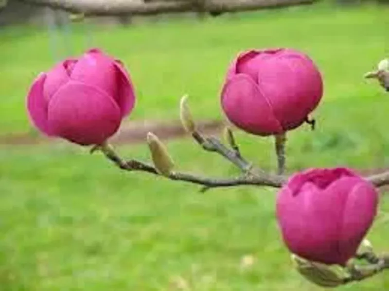 Magnolia Black Tulip,  Магнолия Блэк Тюлип морозостойкая гибрид  2