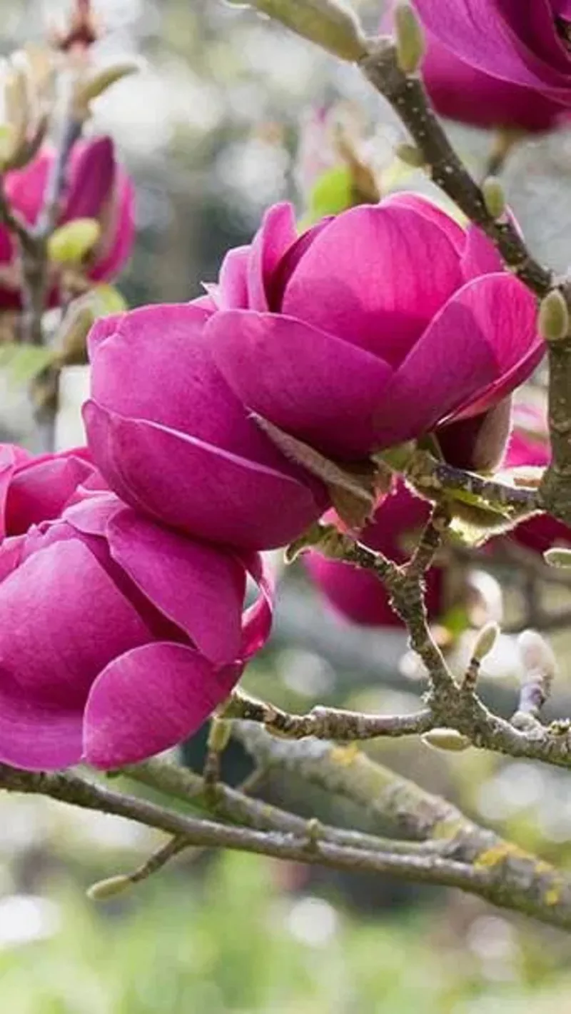 Magnolia Black Tulip,  Магнолия Блэк Тюлип морозостойкая гибрид  4