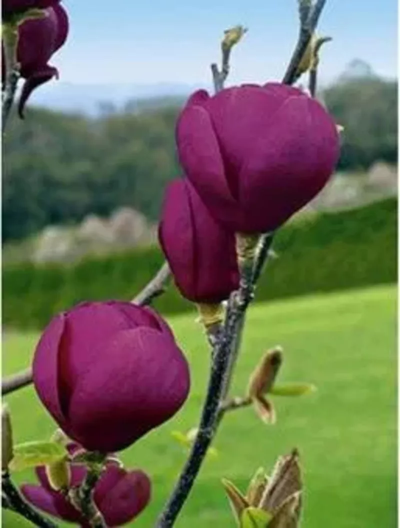 Magnolia Black Tulip,  Магнолия Блэк Тюлип морозостойкая гибрид  5