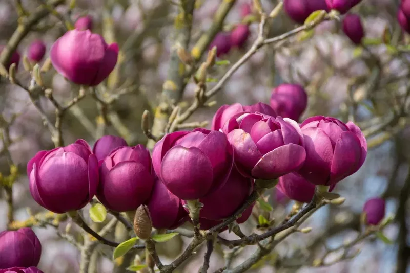 Magnolia Black Tulip,  Магнолия Блэк Тюлип морозостойкая гибрид  6