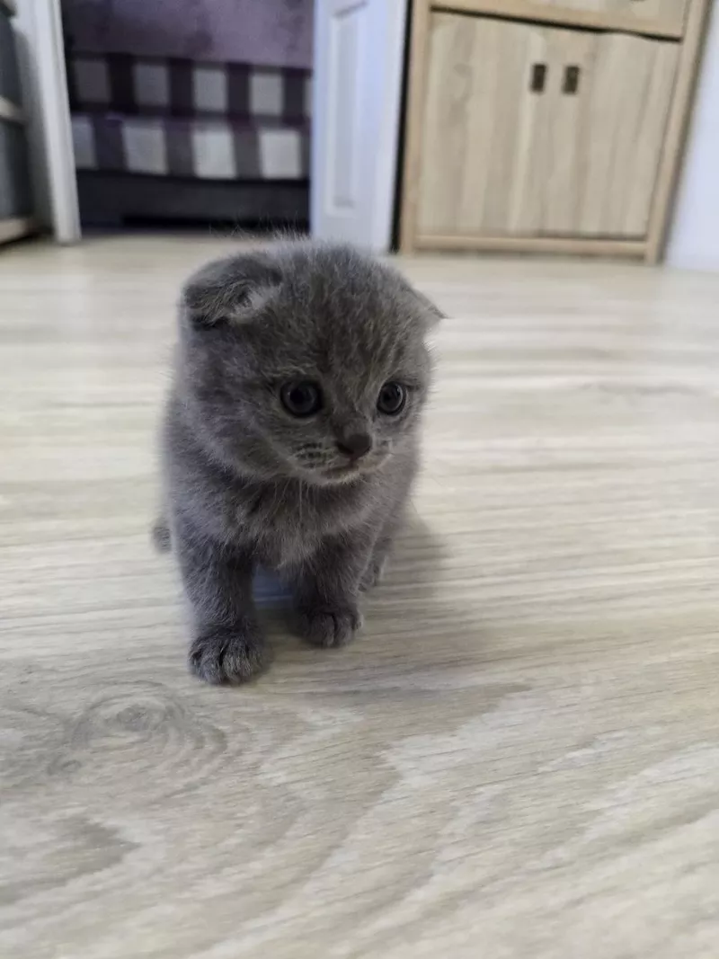Шотландські весловухі котики Скоттіш-фолд  8