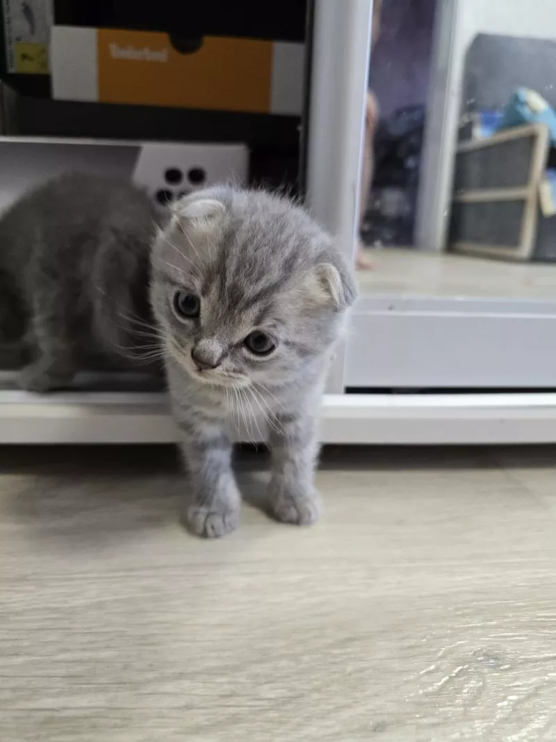 Шотландські весловухі котики Скоттіш-фолд 
