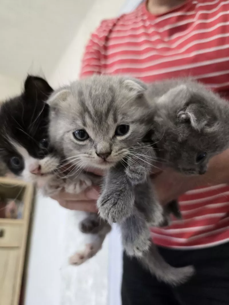 Шотландські весловухі котики Скоттіш-фолд  5