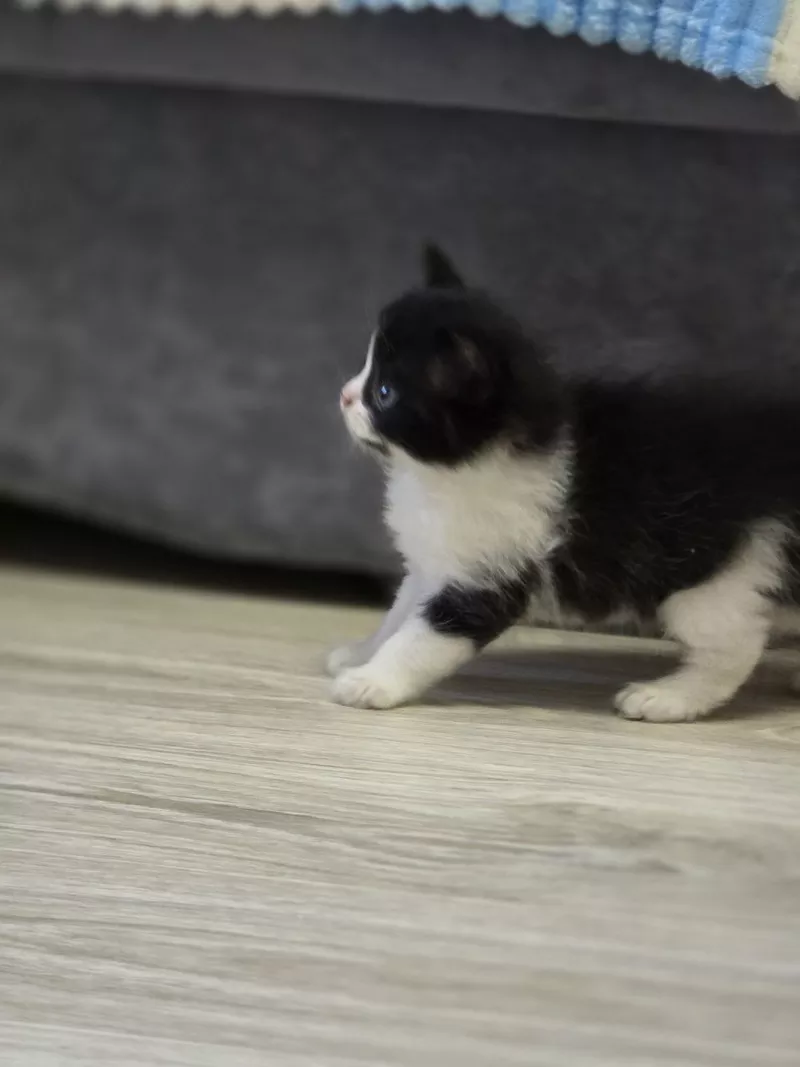 Шотландські весловухі котики Скоттіш-фолд  4