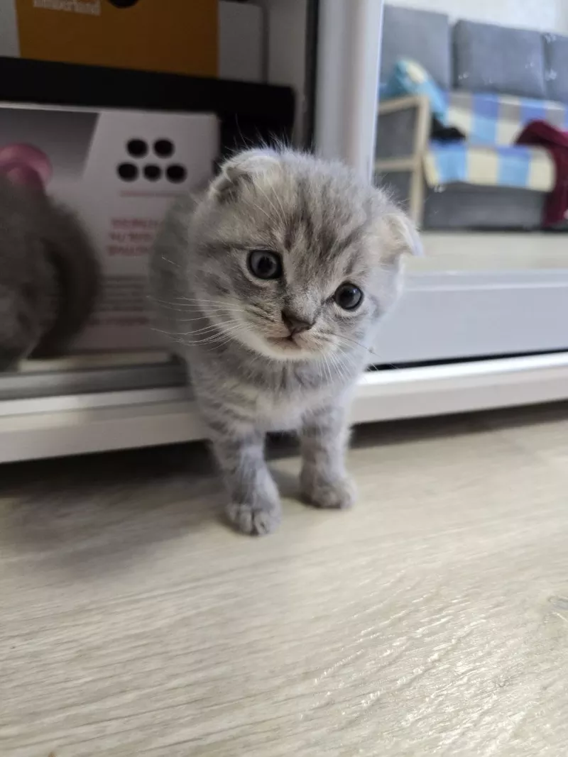 Шотландські весловухі котики Скоттіш-фолд  6