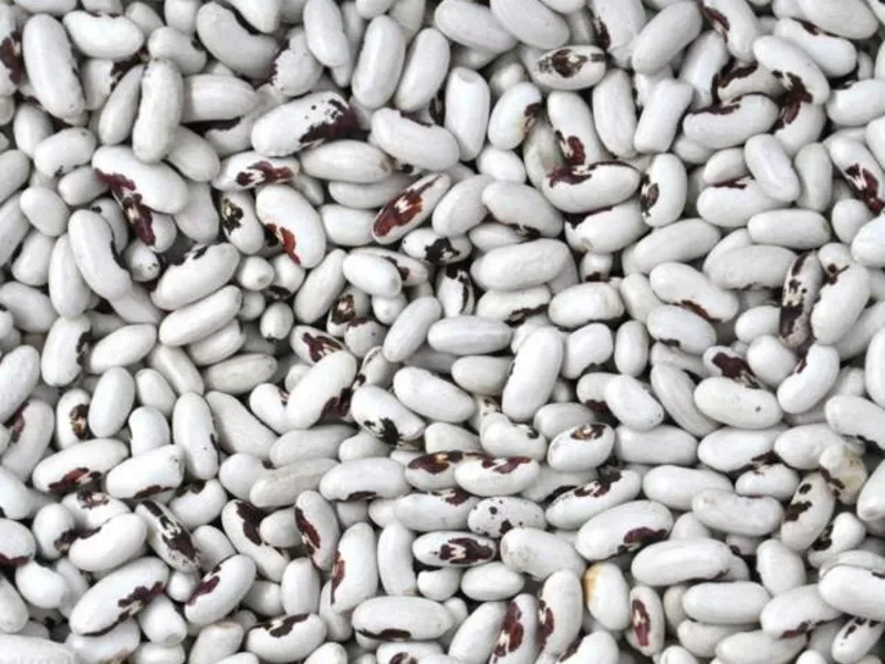 Продаж високоякісної квасолі з доставкою