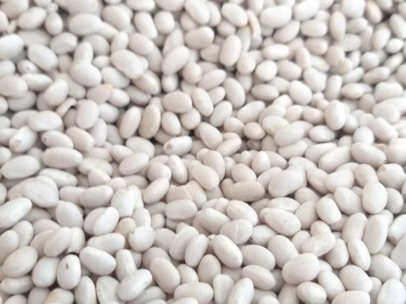 Пропонуємо квасолю від виробника